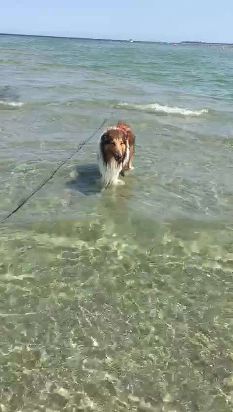 Collies gesucht-Beitrag-Bild