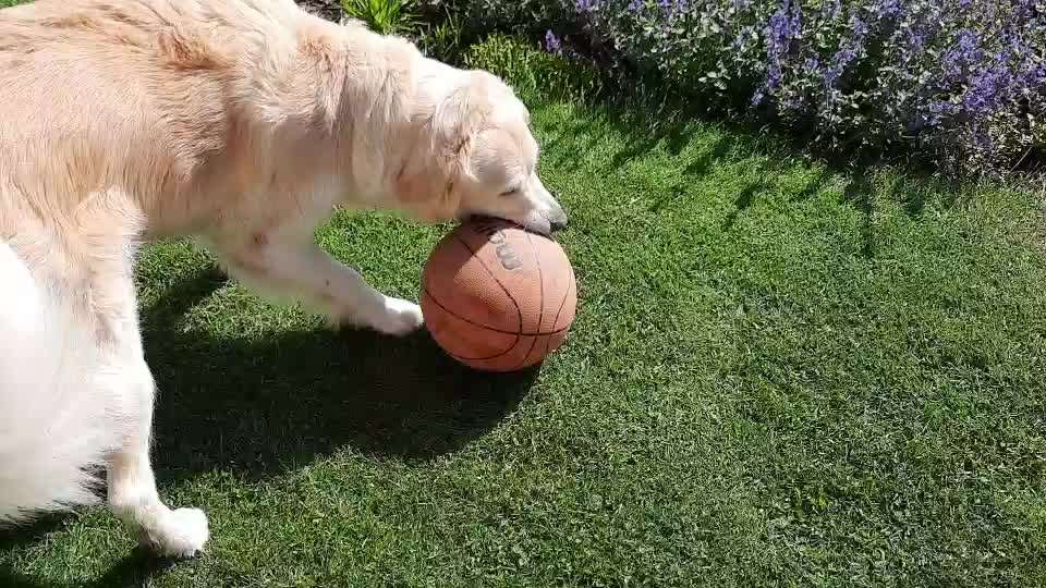 Zeigt hier Euer liebstes Video Eurer Hunde-Beitrag-Bild