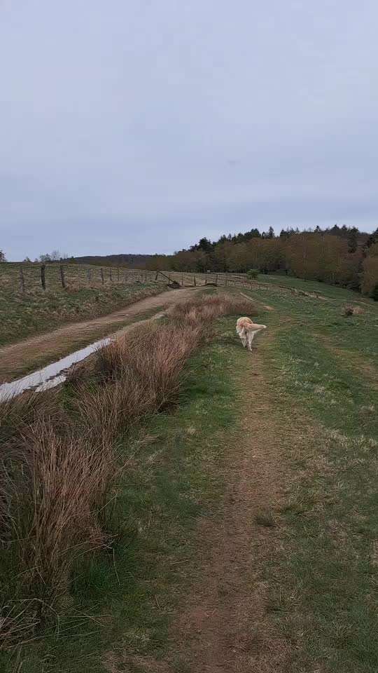 aktuelles Foto Gruppe Golden Retriever