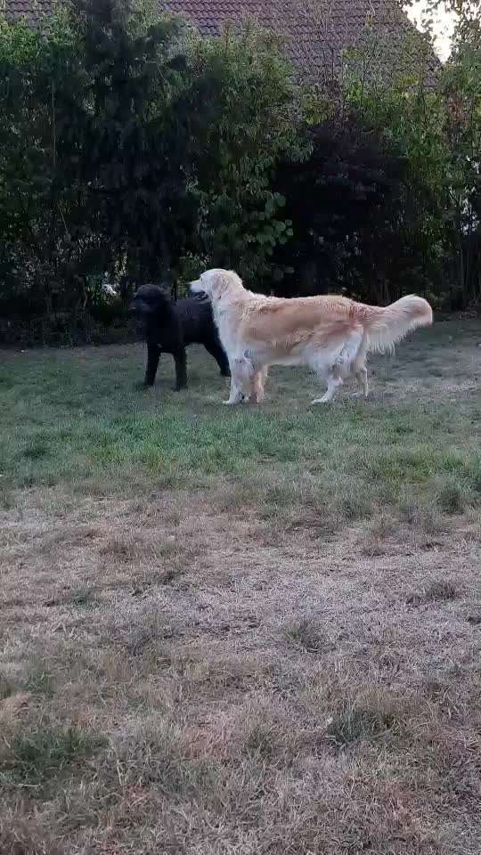 Zeigt hier Euer liebstes Video Eurer Hunde-Beitrag-Bild