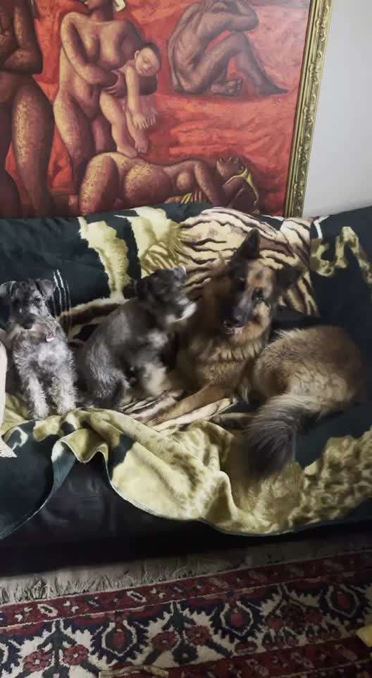 Hunderunde-Beitrag-Bild