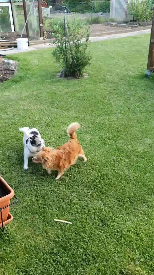 Video-Challange Nr. 9
Der unsinnige Hund-Beitrag-Bild