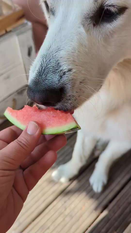 Wo sind die Golden Retriever Liebhaber?-Beitrag-Bild