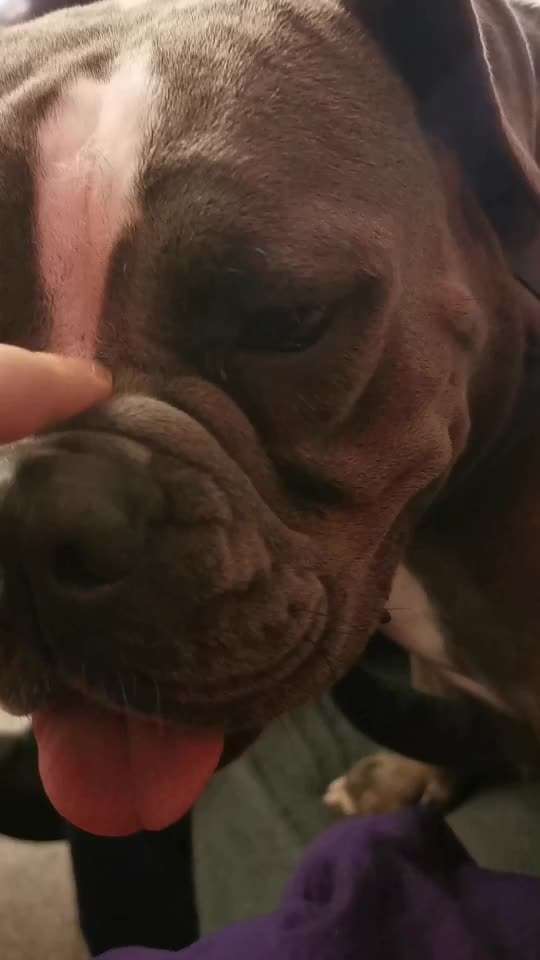 Olde English Bulldogge-Beitrag-Bild