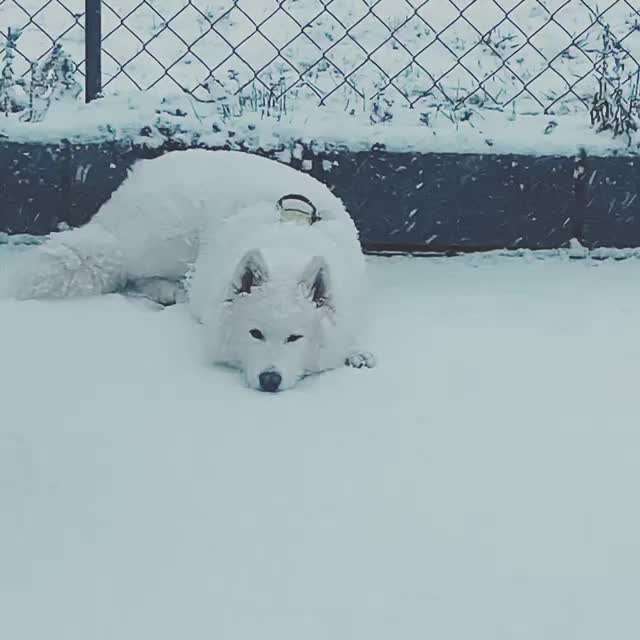 Nordische Hunde-Beitrag-Bild