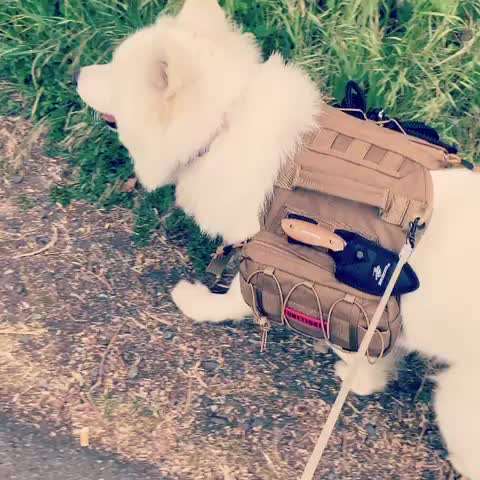 Wandern/Trekking mit Hund-Beitrag-Bild