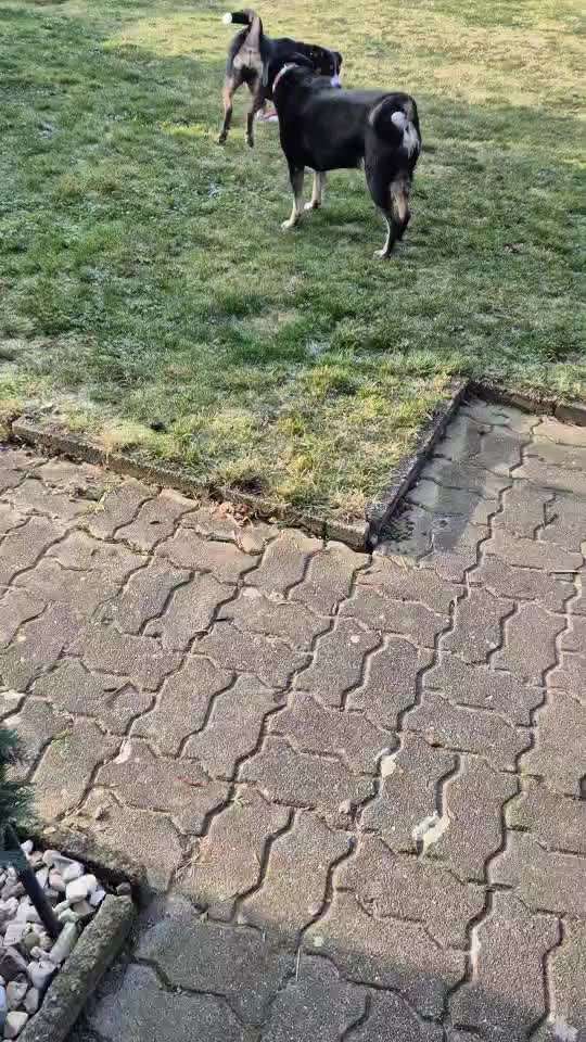 aktuelles Foto Gruppe Sennenhunde (Berner, Appenzeller, Grosser Schweizer, Entlebucher)