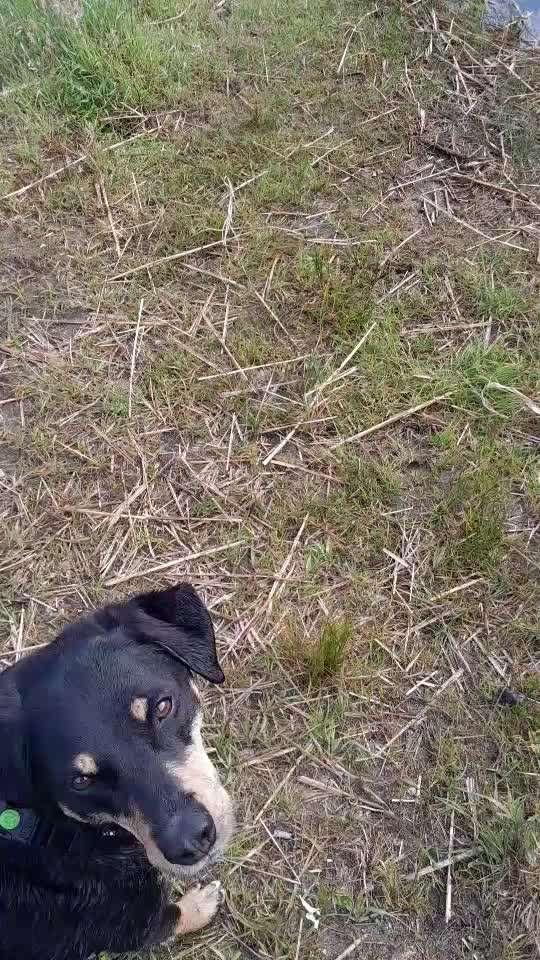 Appenzeller Sennenhunde-Beitrag-Bild