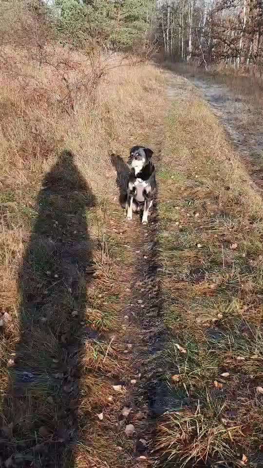 Appenzeller Sennenhunde-Beitrag-Bild