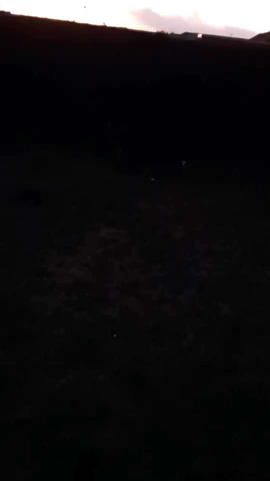 Appenzeller Sennenhunde-Beitrag-Bild