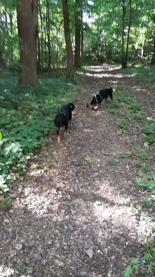 Reinrassige Hunde?-Beitrag-Bild