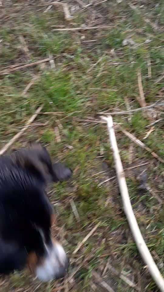 Appenzeller Sennenhunde-Beitrag-Bild