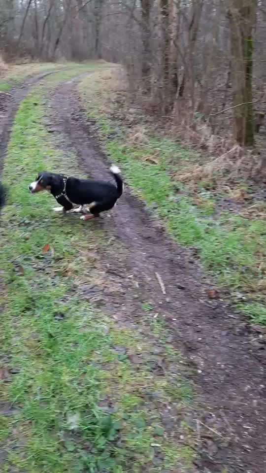 Zeigt hier Euer liebstes Video Eurer Hunde-Beitrag-Bild