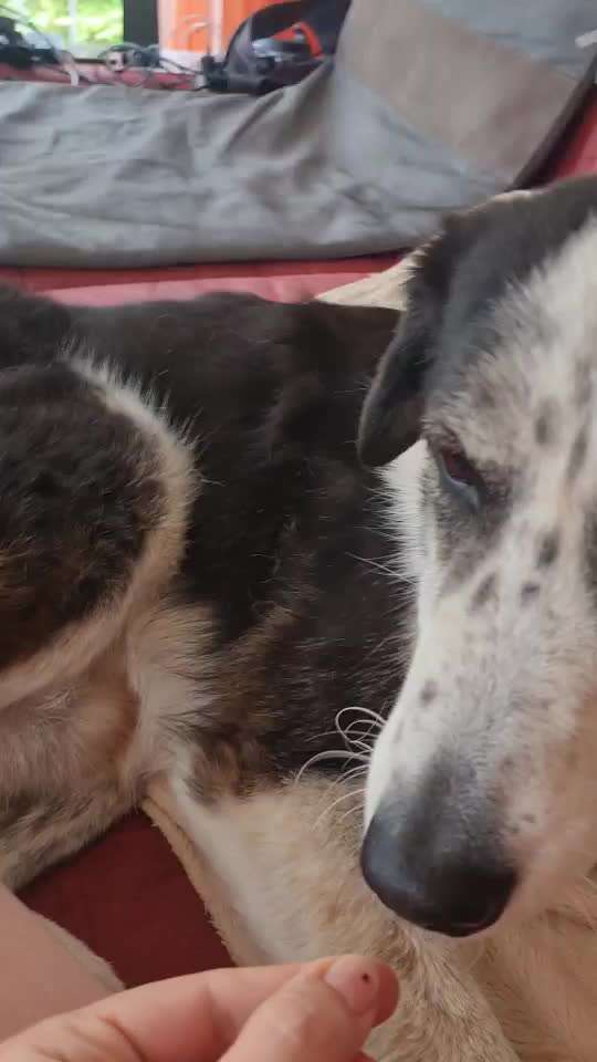 TierschutzhundeStammtisch🐕-Beitrag-Bild