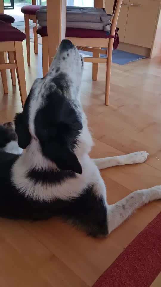 TierschutzhundeStammtisch🐕-Beitrag-Bild