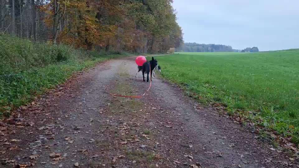 TierschutzhundeStammtisch🐕-Beitrag-Bild
