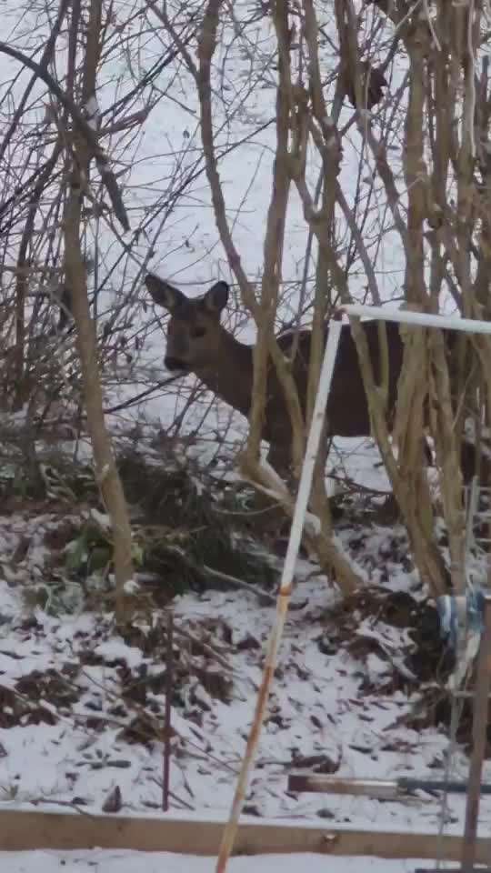TierschutzhundeStammtisch🐕-Beitrag-Bild