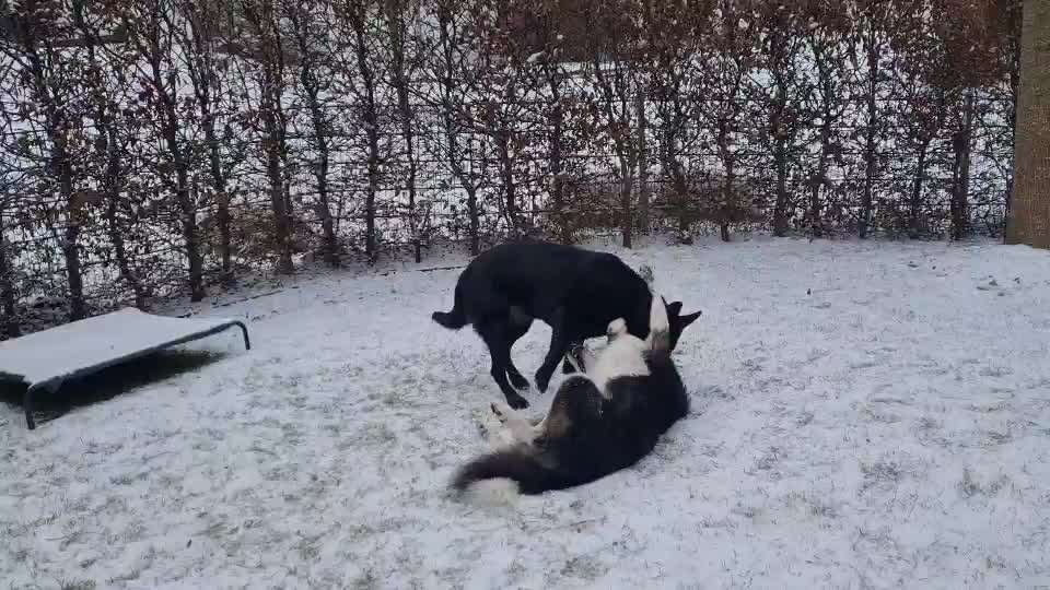 TierschutzhundeStammtisch🐕-Beitrag-Bild