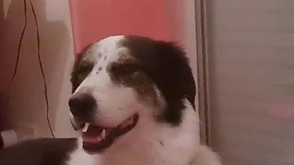 TierschutzhundeStammtisch🐕-Beitrag-Bild