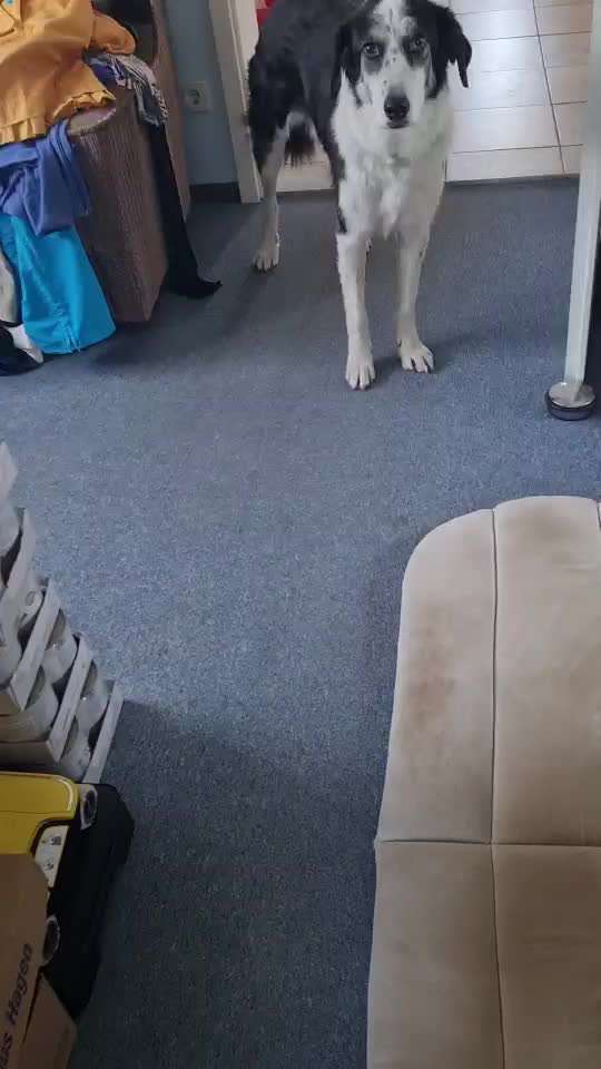 TierschutzhundeStammtisch🐕-Beitrag-Bild