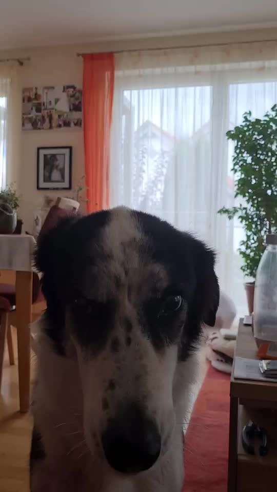 TierschutzhundeStammtisch🐕-Beitrag-Bild