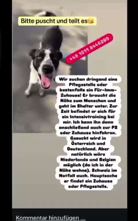 Tierschutzhunde suchen ein Zuhause-Beitrag-Bild