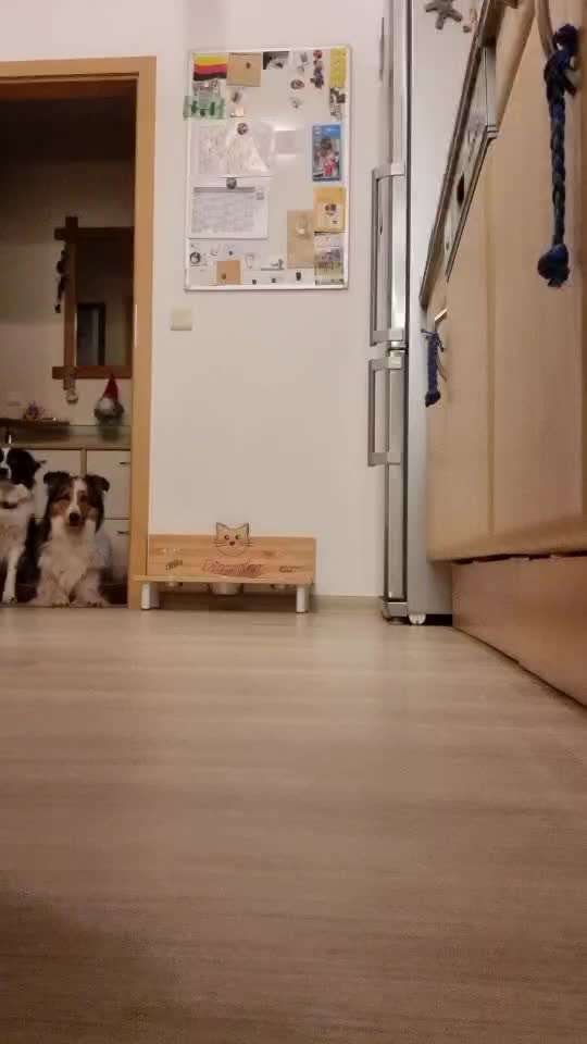 Trickdogging-Beitrag-Bild