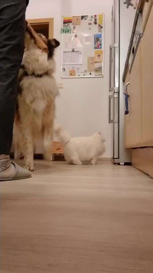 Trickdogging-Beitrag-Bild