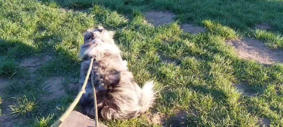 aktuelles Foto Gruppe Australian Shepherd