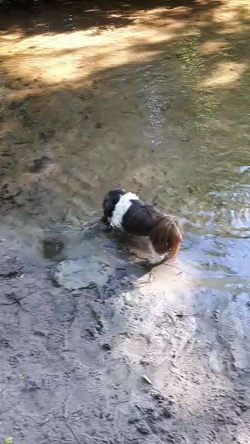 Sih Tschu-Beitrag-Bild