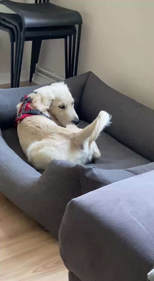 Unbekanntes Problem/Analdrüsen?-Beitrag-Bild