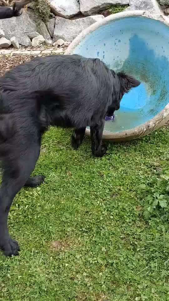 Zeigt hier Euer liebstes Video Eurer Hunde-Beitrag-Bild