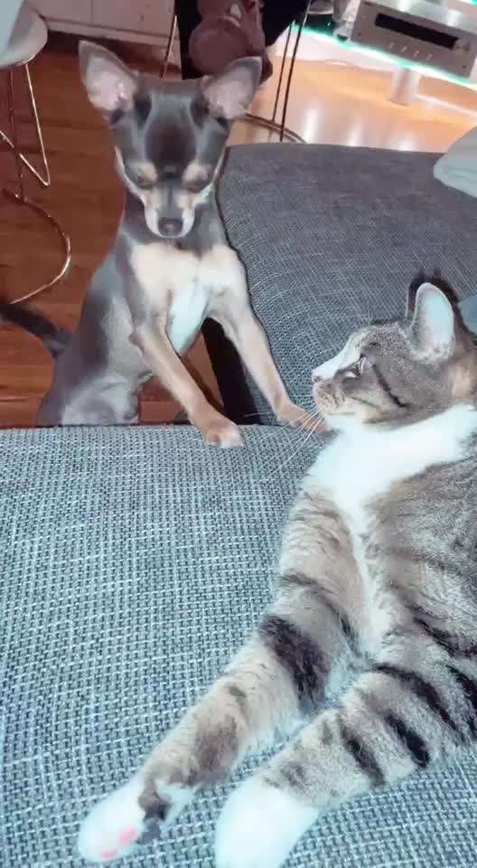 Hund und Katz Momente-Beitrag-Bild