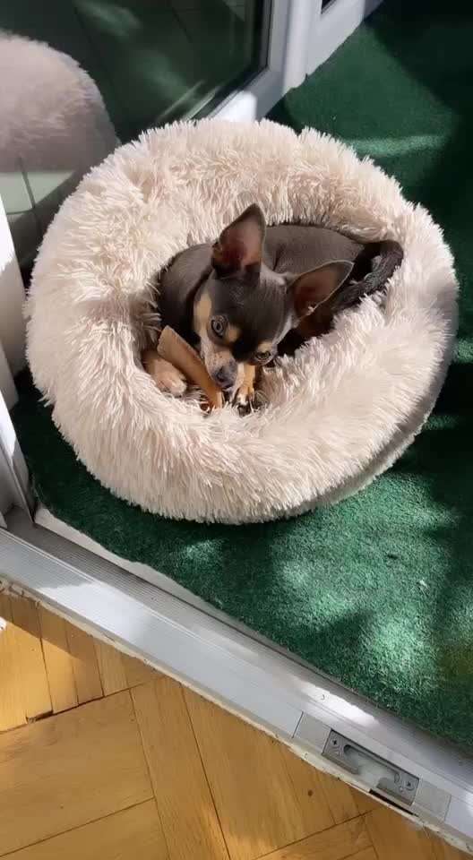 Lustigste Leckerli-Fotos-Beitrag-Bild