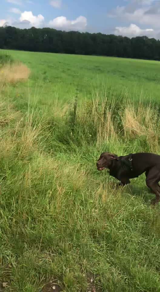 Radfahren mit Hund-Beitrag-Bild