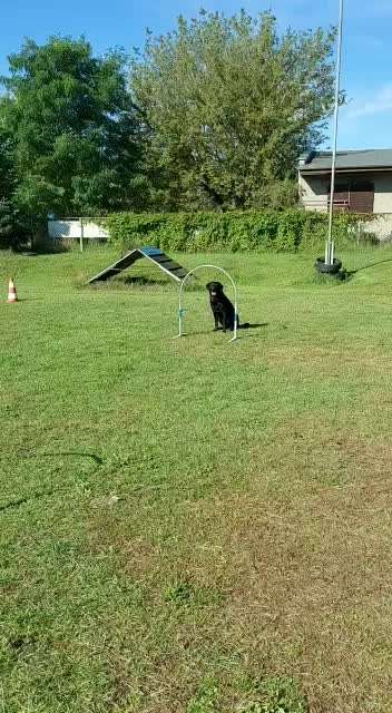 Labradorfans-Beitrag-Bild