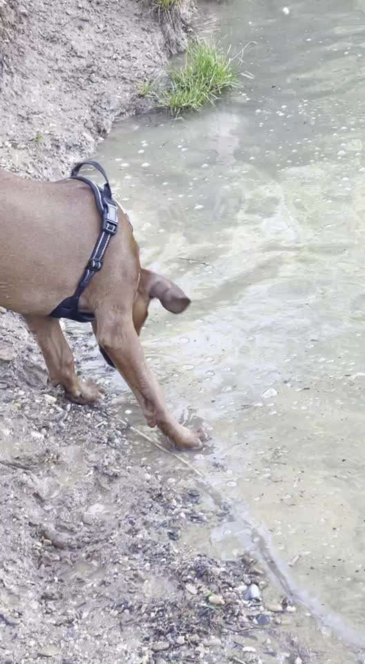 Hundeauslaufgebiet-Hundestrand am Guggi-Bild