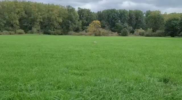Fotosammlung: ,,Der natürliche Hund" Unbearbeitet, ungestellt und in Natura-Beitrag-Bild