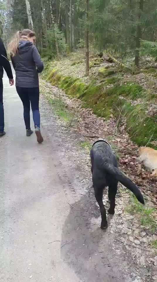 Wo sind meine Labrador Freunde-Beitrag-Bild