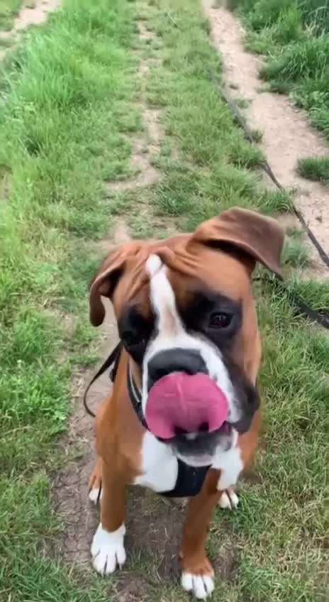 Boxer ???-Beitrag-Bild