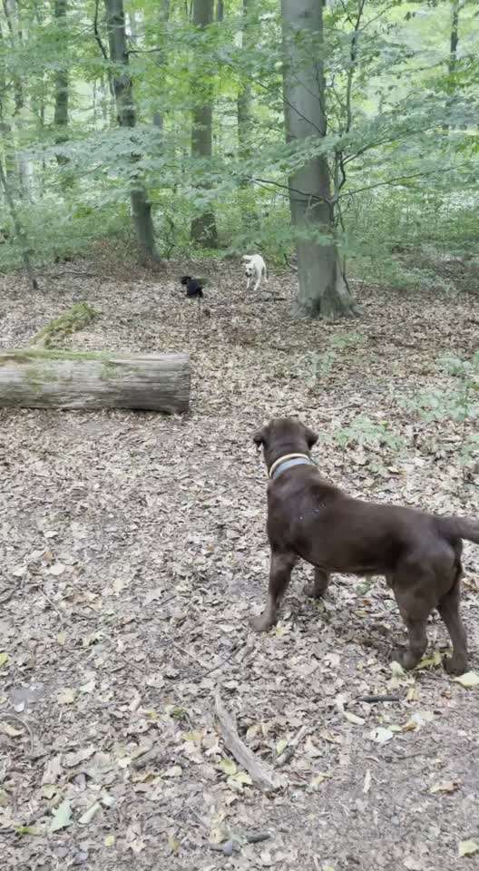 Labradorfans-Beitrag-Bild