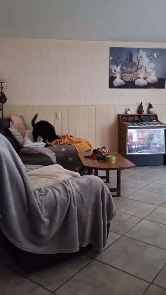 aktuelles Foto Gruppe Puli Pumi Mudi und Mischlinge dieser Rassen - Gruppe für kleine ungarische Treib- und Hirtenhunde