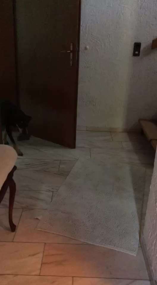 Video Challenge Nr. 12
Ein glücklicher Hund-Beitrag-Bild