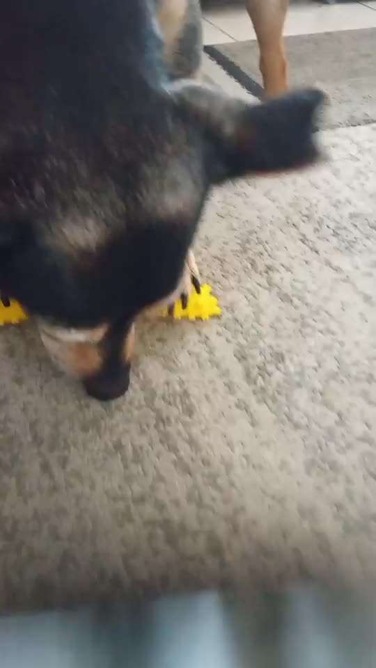 Video-Challenge Nr. 7 
Dein Hund mit Spielzeug-Beitrag-Bild