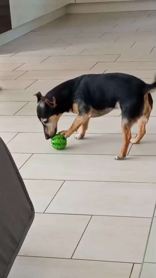 Video-Challange Nr. 9
Der unsinnige Hund-Beitrag-Bild