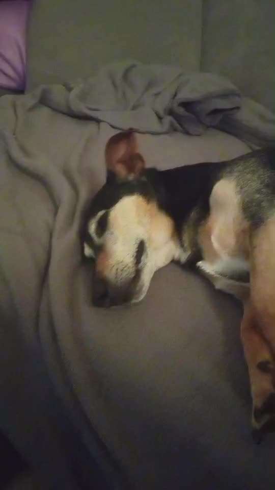 40. Handy Video Challenge - Im Land der Träume-Beitrag-Bild