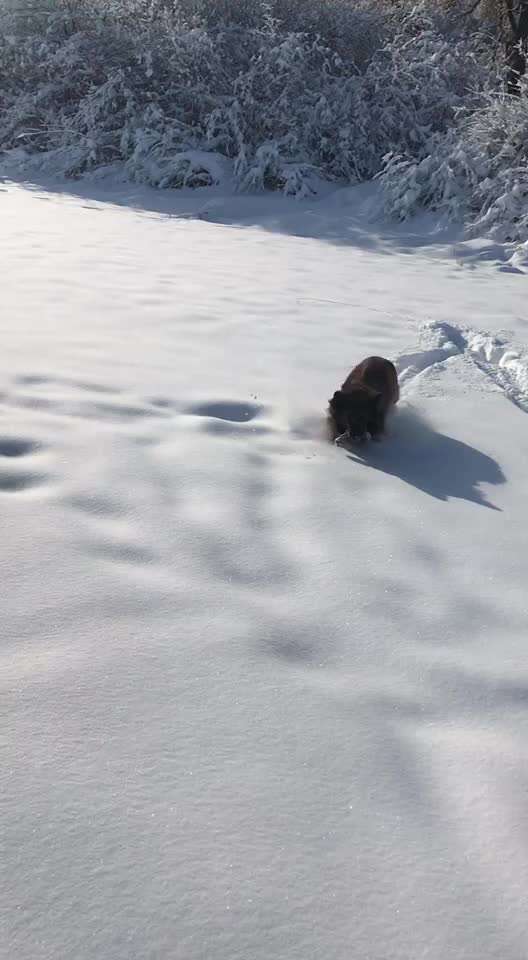 Video Challenge Nr.6
Auf den Spuren der Freiheit🐾🐾-Beitrag-Bild