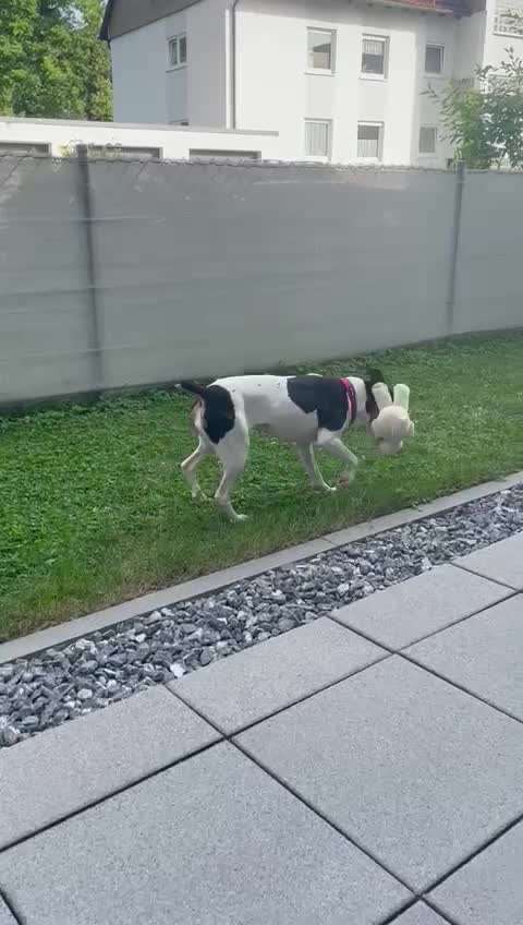 Video-Challenge Nr. 7 
Dein Hund mit Spielzeug-Beitrag-Bild