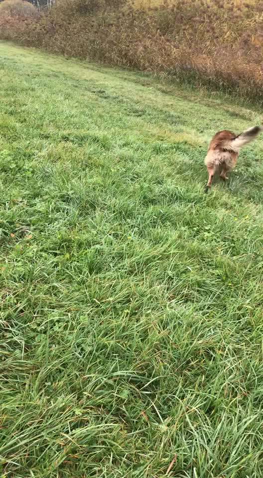 Video-Challenge Nr. 7 
Dein Hund mit Spielzeug-Beitrag-Bild