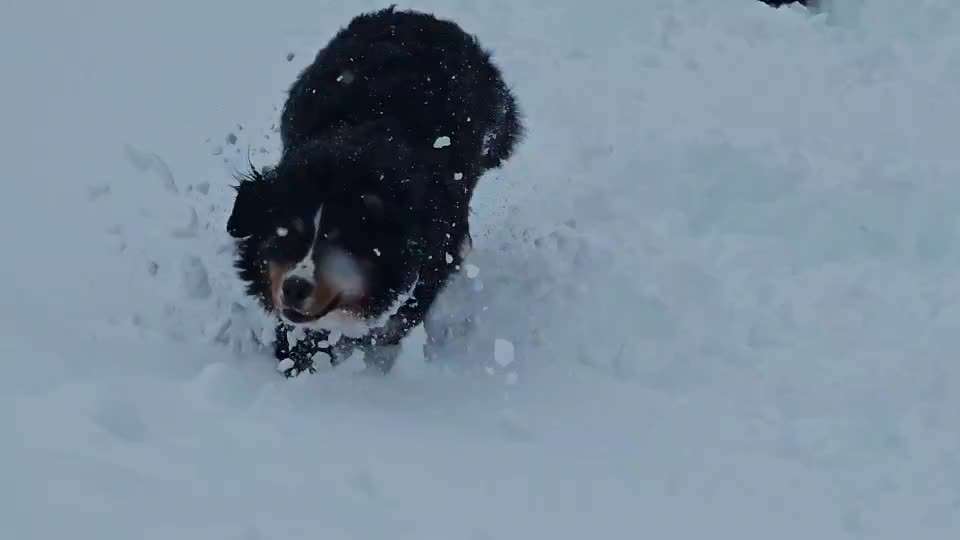 Berner Sennen-Beitrag-Bild